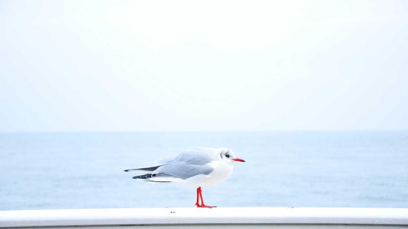 VPN vs Privacy Tools: Which Is Better for Online Security in 2026? - illustration 3